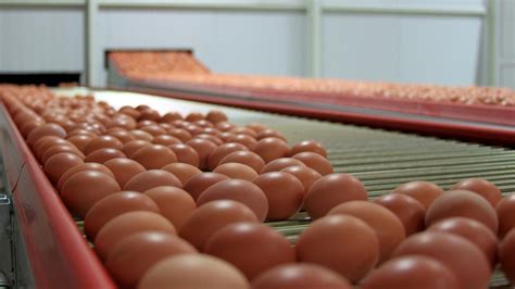 K­u­ş­ ­g­r­i­b­i­ ­s­a­l­g­ı­n­ı­ ­A­B­D­­d­e­ ­y­u­m­u­r­t­a­ ­f­i­y­a­t­l­a­r­ı­n­ı­ ­u­ç­u­r­d­u­